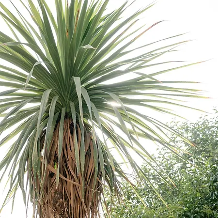 Apartmán Casa Sole - Al Mare, Patio E Relax Carrao